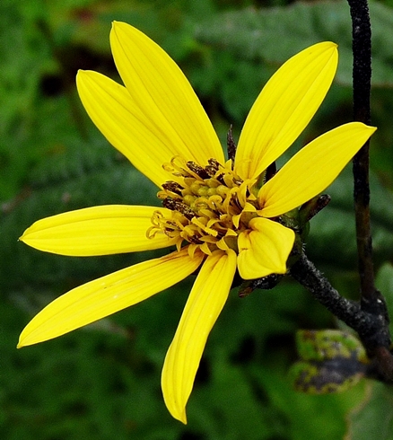 {Helianthus divaricatus}